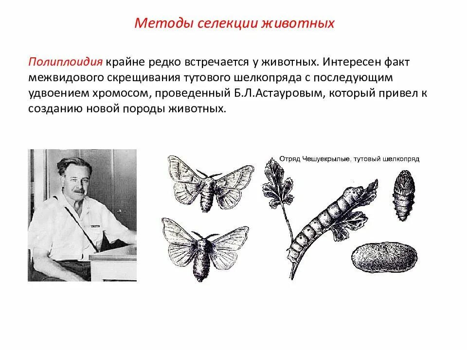 Полиплоидизация животных