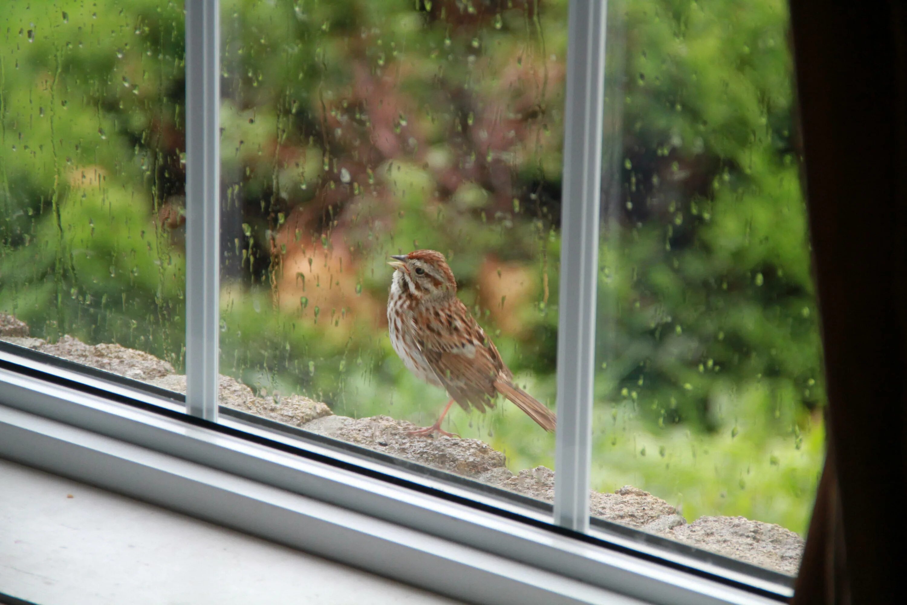 Птичка садится на окошко. Воробей на подоконнике. Птички за окном. Птичка на подоконнике. Воробьи у окна.