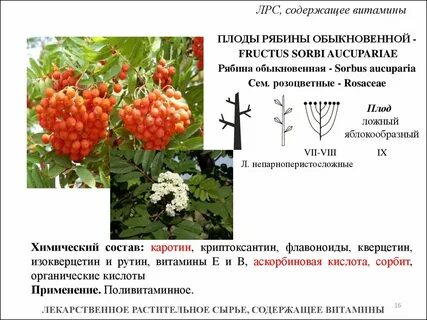 Витамины в плодах растений