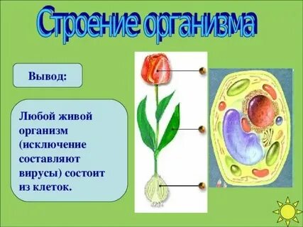 Все живые организмы состоят из множества клеток