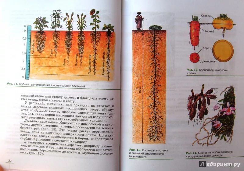 Пасечник многообразие покрытосеменных. Биология 6 класс Пасечник рис 95. Учебник растения биология Пасечник. Биология Пасечник 6 класс мно. Пасечник биология 6 класс Издательство Дрофа.