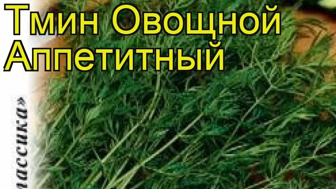 Тмин посадка. Тмин овощной аппетитный. тмин всходы. семена тмин аппетитный овощной.