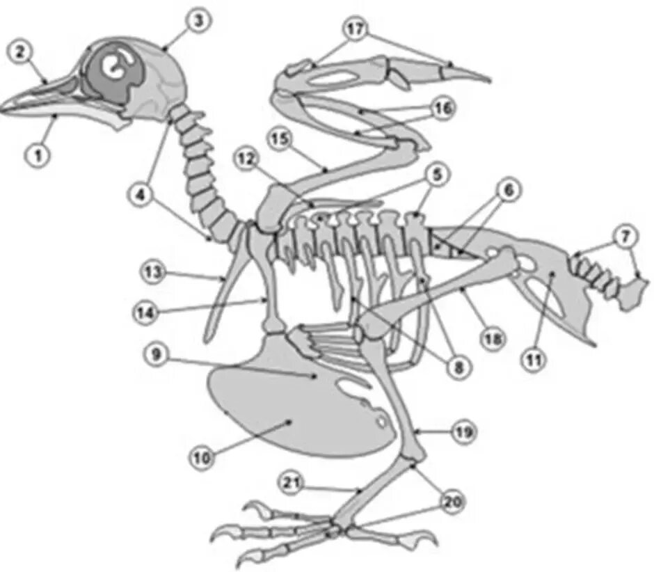 Строение скелета сизого голубя. Скелет голубя биология 7 класс. Скелет сизого голубя биология 7 класс. Скелет птицы биология 7 класс.