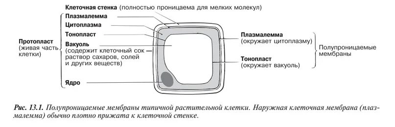 Тонопласт функции. Плазмалемма и клеточная стенка. мембрана растительной клетки. плазмалемма и тонопласт растительной клетки. мембранная структура клетки плазмалемма тонопласт.