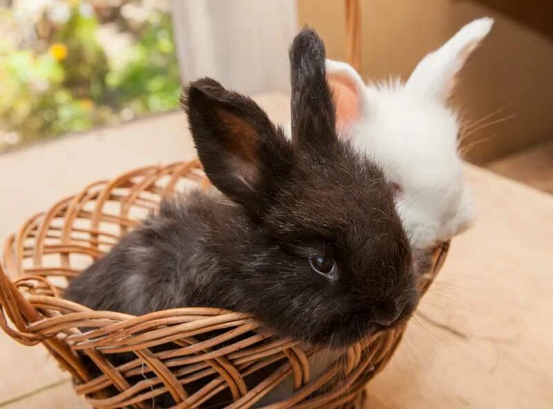 Включи где кролики. Ангорский кролик. Декоративный кролик ангорский. Продаются кролики. Породы пуховых кроликов.