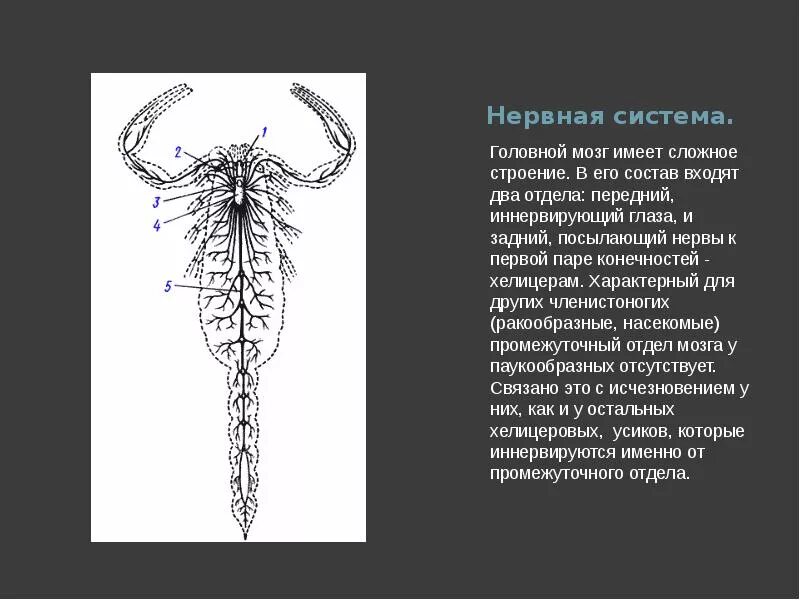 Тип нервной системы у паукообразных. Тип нервной системы паукообразных. строение нервной системы паука. нервная система скорпиона строение. нервная система пауков схема.
