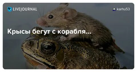 Крысы бегут с корабля