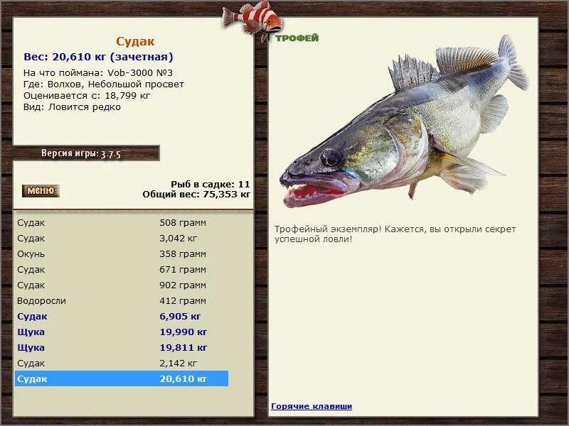 Обыкновенный судак. Огромный судак. Судак 15 кг. Судак размеры. Берш волжский судак.