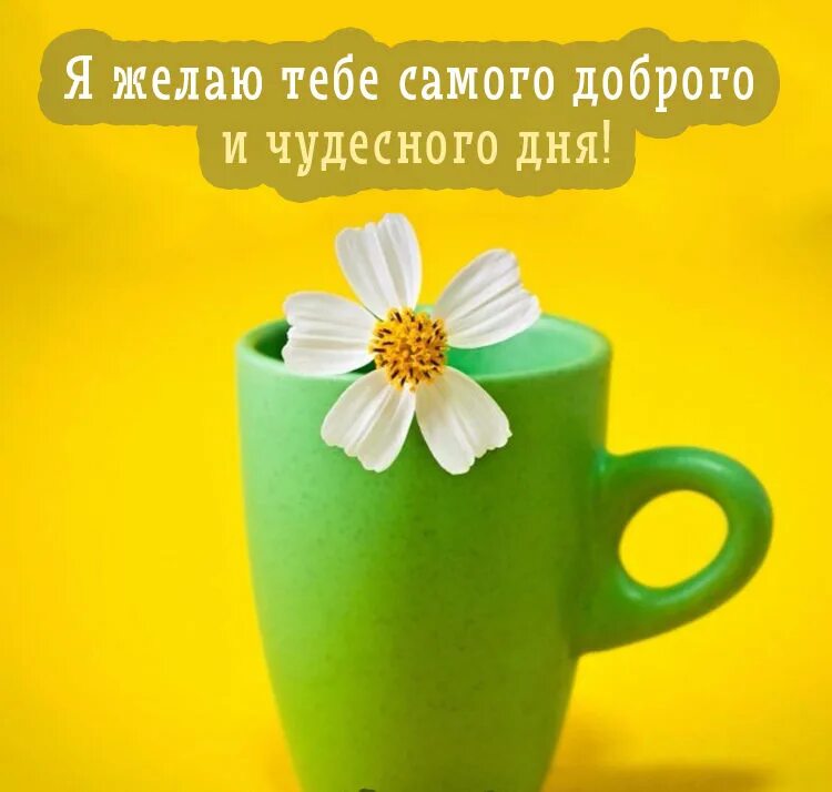 Удачного дня и хорошего настроения. Добрый день и позитивного настроения. Яркие летние обои. Отличного настроения. Открытки с добрым днём и хорошим настроением.