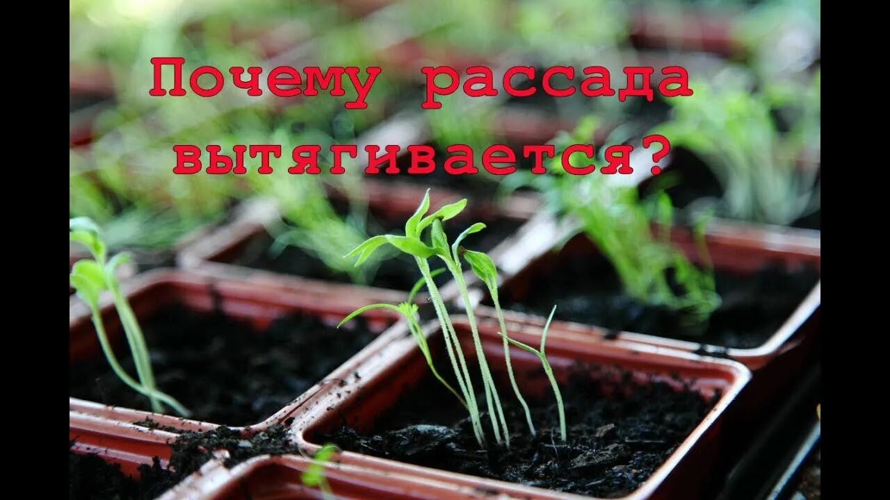 Дома где есть рассада. Есть рассада. Рассада фон. Рассада петуньи вытянулась. Ростки базилика.