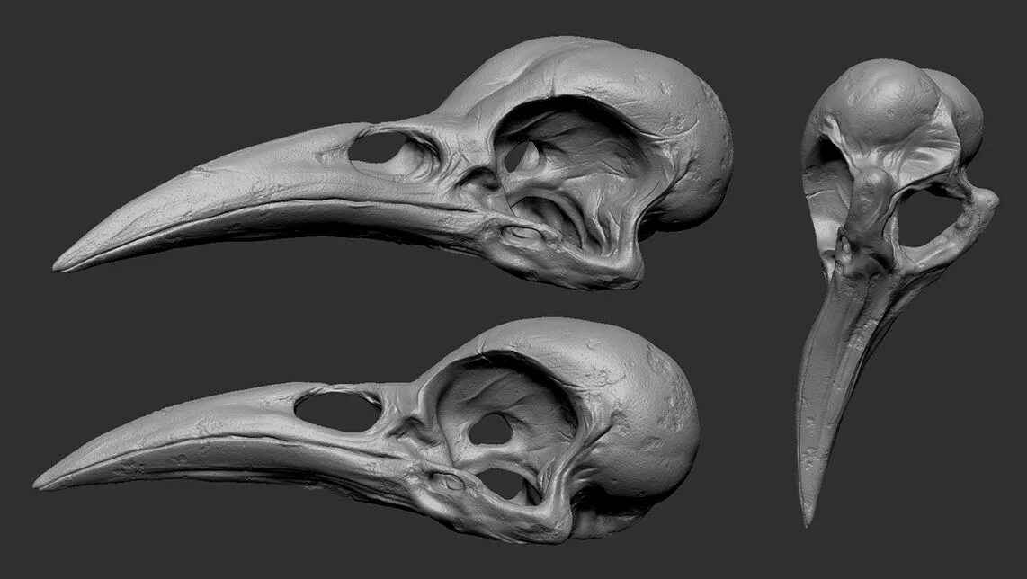 Вороний клюв анатомия. Череп ворона. Череп птицы. Череп варана. Ведьмак 3 череп