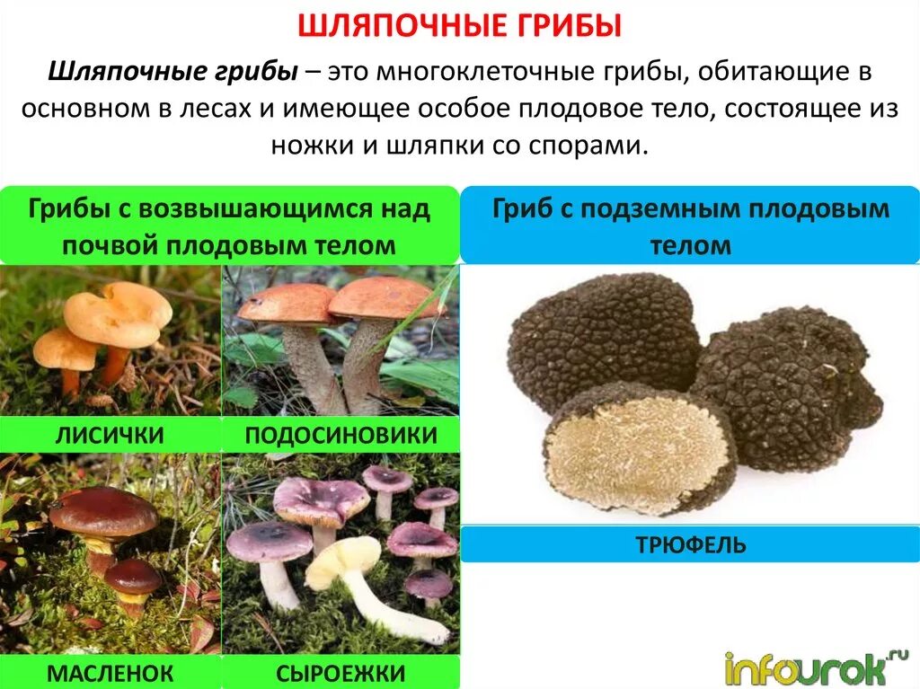 Грибы многообразие. Шляпочные грибы. Биологическое разнообразие грибов. Разнообразие грибов в природе.