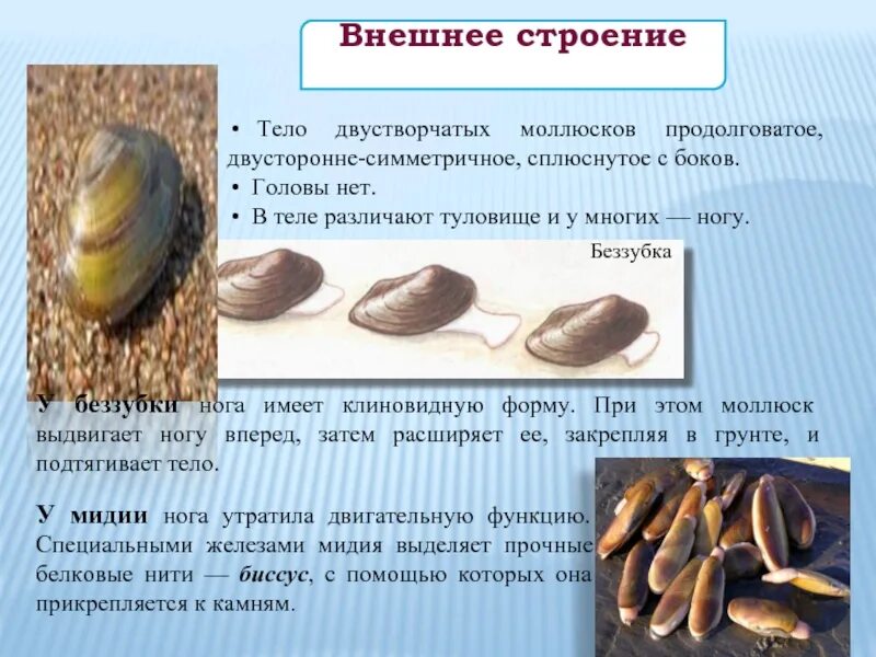 Число видов двустворчатых. Число видов двустворчатых