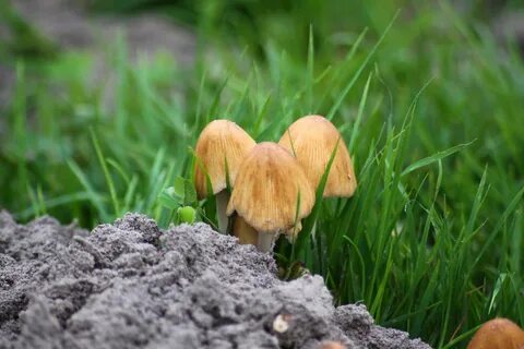 Растения и грибы растут всю жизнь
