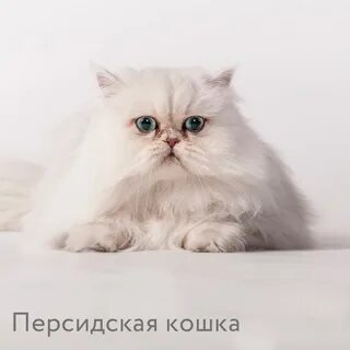 Белый персидский кот