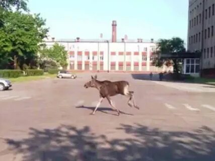 Дикий лось чебоксары
