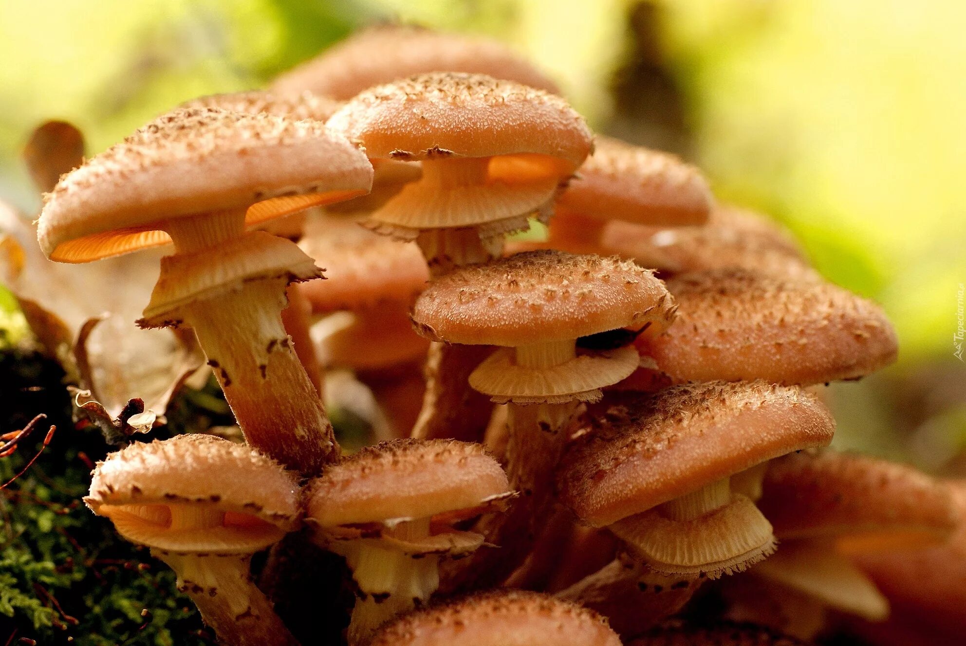 Опенок осенний (Armillaria mellea; Armillaria Borealis. Осенние опята ложные. Опята грибы. Чешуйчатка намеко. Грибы опята есть