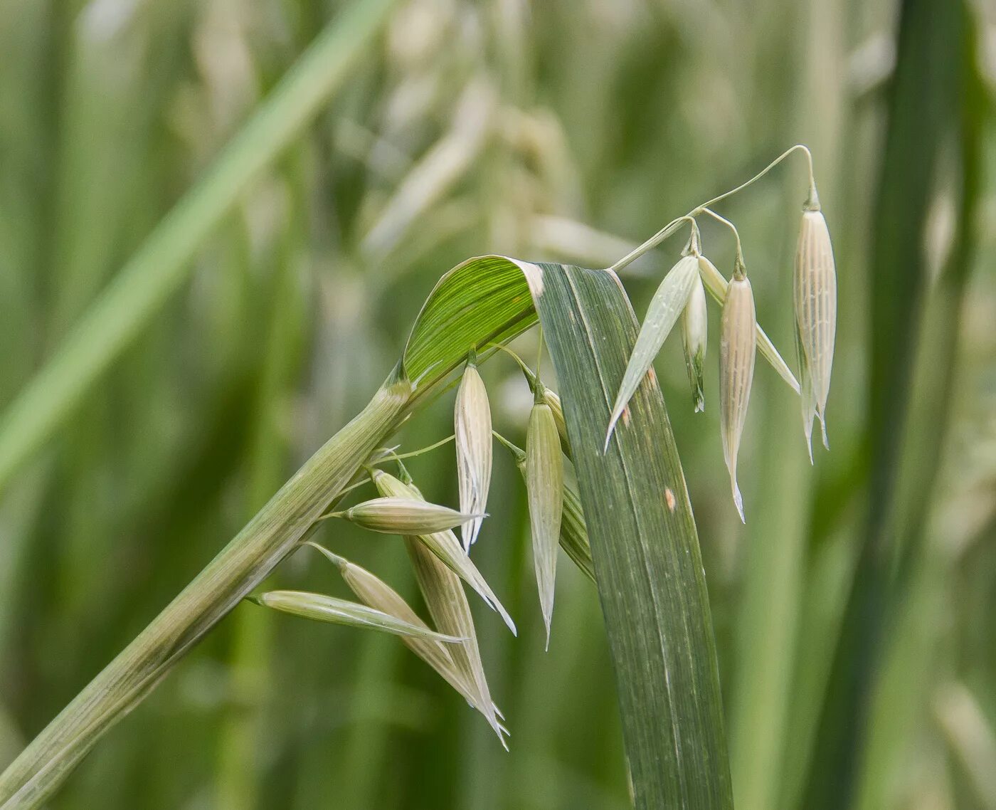 Овес листья. Овес посевной (Avena Sativa). Овсюг обыкновенный. Овсюг растение.