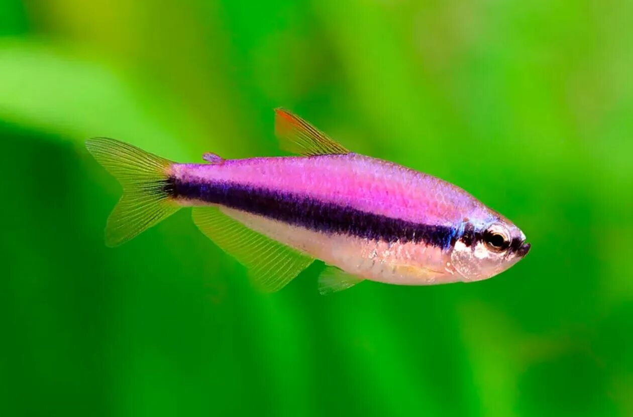 Неон тетра рыбка. Тетра керри рыбка аквариумная. Неон голубой аквариумная рыбка. Неон голубой аквариумная рыбка. Неон голубой вуалевый.