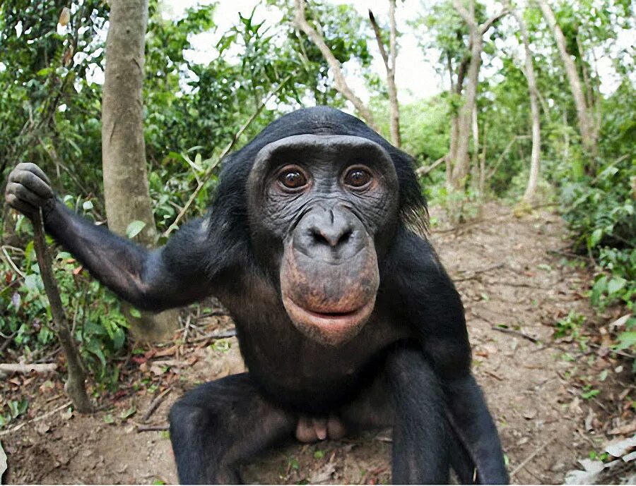 Фото обязаны. Шимпанзе бонобо. Бонобо человекообразные обезьяны. Бонобо яйца. Бонобо из Конго.
