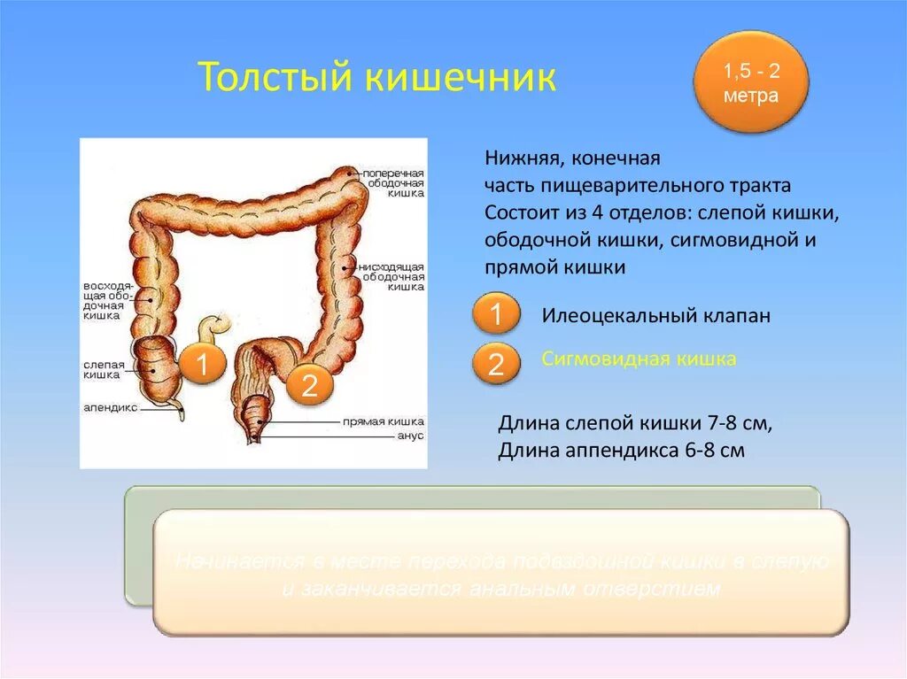 Сколько метров у человека кишки в длину. Пищеварительный тракт слепая кишка. пищеварительная система человека прямая кишка. слепая кишка часть пищеварительной системы?.