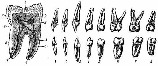 Строение зубов млекопитающих биология 7 класс. Строение зуба млекопитающих. Резцы клыки предкоренные коренные зубы зверей. Зубы животных анатомия. Дифференциация зубов млекопитающих