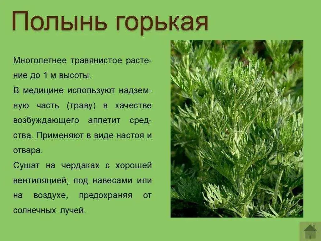 Растения фото описание. Лекарственные растения Полынь. Лечебные травы описание. Лекарственные растения и их характеристика. Характеристика лекарственных растений.
