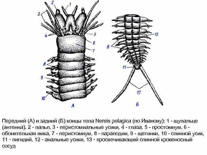 Параподии замкнутую кровеносную систему. Строение параподии нереиды. внешний вид нереиды схема. схема передний конец тела нереиды. параподии полихет.