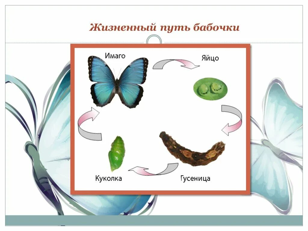 Бабочки картинки окружающий мир. Путь развития бабочки. Строение бабочки. Жизненный путь бабочки. Макет развития бабочки.