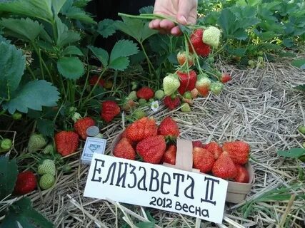Клубнику 2