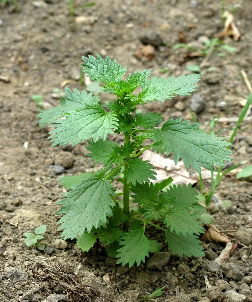 Виды крапивы жгучей. Крапива жгучая (Urtica urens). Крапива жгучая (Urtica urens l.). Крапива (Urtica dioica). Крапива коноплевидная.