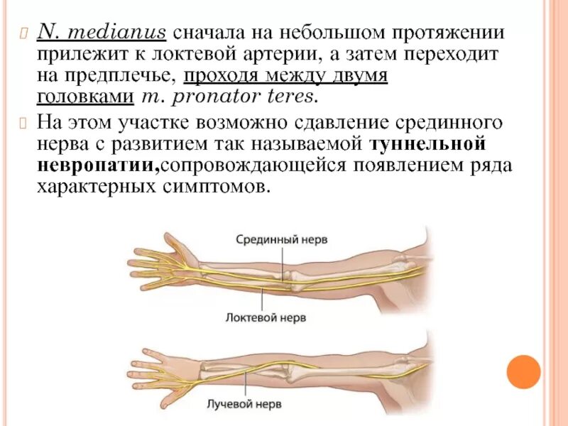 Аксональное поражение сенсорных нервов. Срединный локтевой лучевой нерв анатомия. Локтевой нерв (n. ulnaris) иннервирует. Анатомия лучевого нерва на предплечье и кисти. Локтевой нерв в средней трети предплечья.