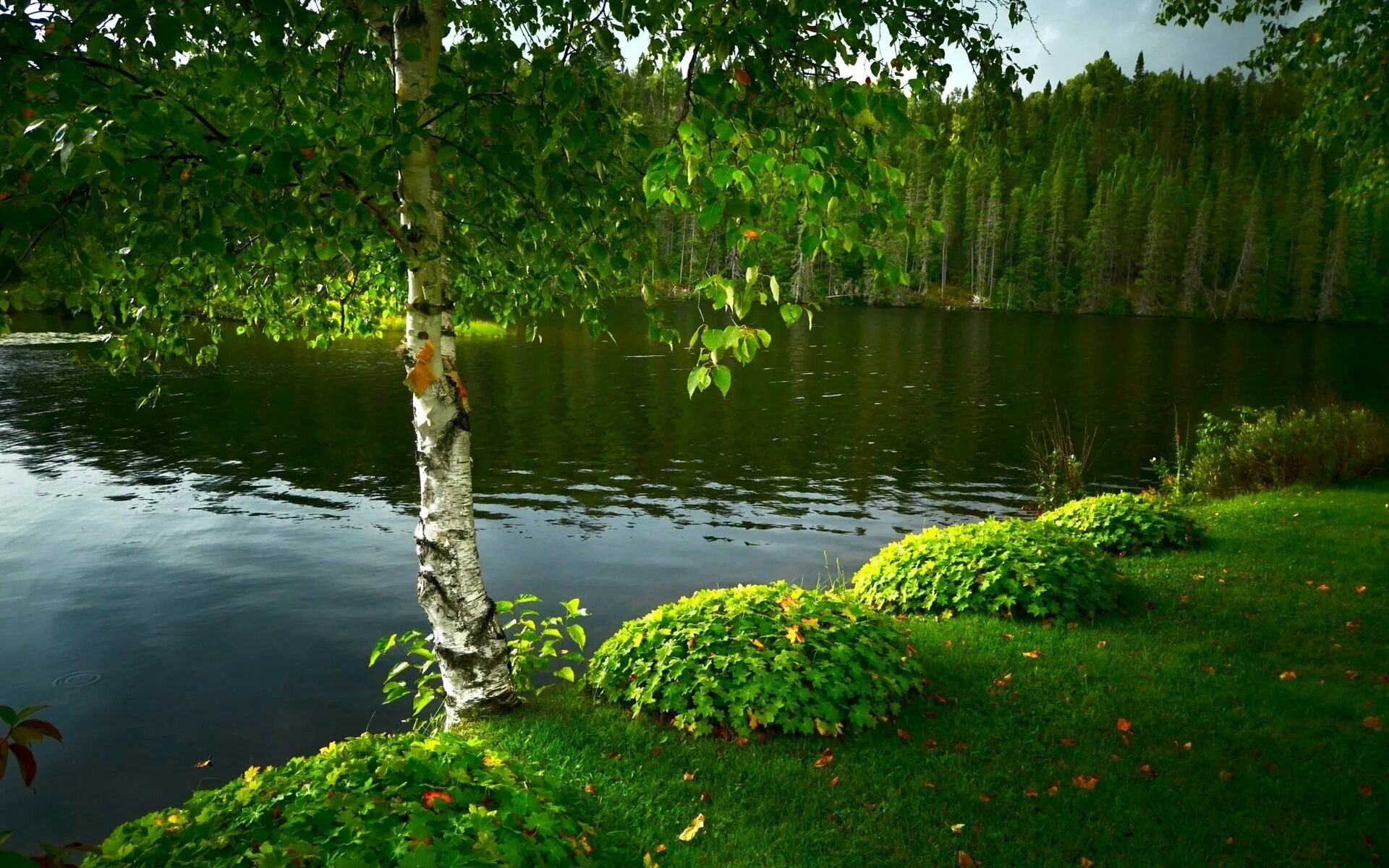 Береза живая природа. Озеро Березовое Уфа. Озеро Березовое Березово. Пейзаж береза Березовая роща озеро. Березовая роща с озером.