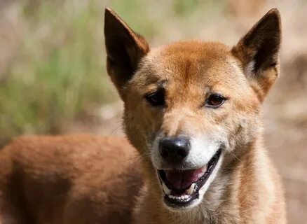 Singing dog