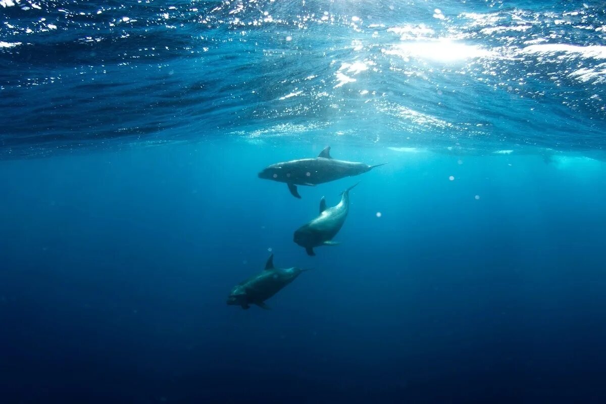 Дельфины в море. Мир океана, дельфины. Дельфины в Бердянске. Дельфины в море фото.