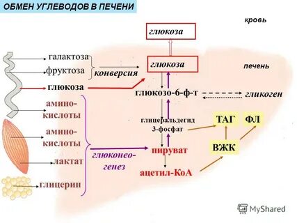 Обмен глюкозы в организме человека