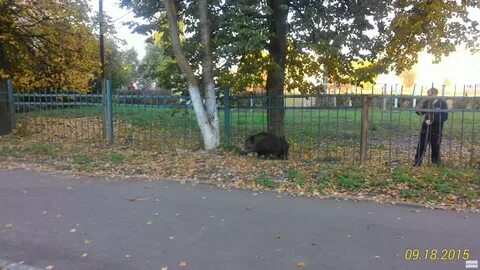 Кабан саранск