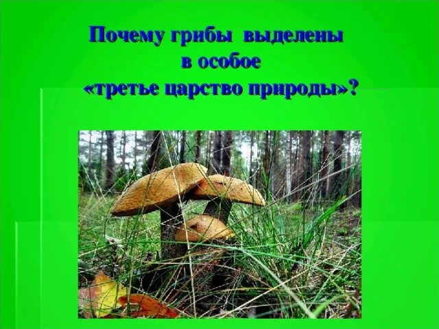 Почему грибы в отдельном царстве. Почему грибы - это третье царство природы. почему грибы выделяют в особое царство живой природы. почему грибы бесцветные. почему грибы выделены в самостоятельное царство.