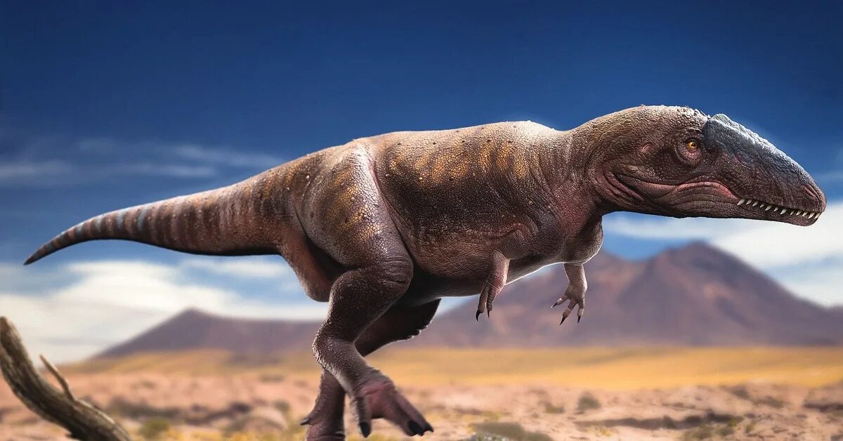 Кархародонтозавр динозавр. Кархародонтозавр Планета динозавров. Тероподы Кархародонтозавр. Кархародонтозавр палеоарт. Больше про динозавров