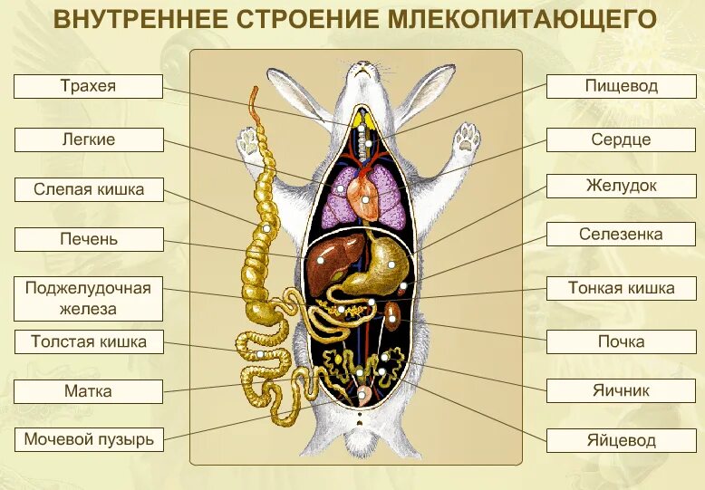 Лабораторная работа внутреннее строение млекопитающих. Внутреннее строение млекопитающих 7 класс биология. Внутренне строение млекопитающих 7 класс биология. Схема строения пищеварительной системы кролика. Внутреннее строение млекопитающих 7 класс.