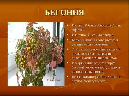 Бегония что означает