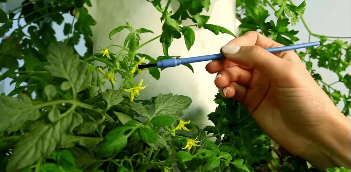 Опылитель для томатов. Опыление томатов. Теплица волга балаково. Опыление томатов. Искусственное опыление помидоров.