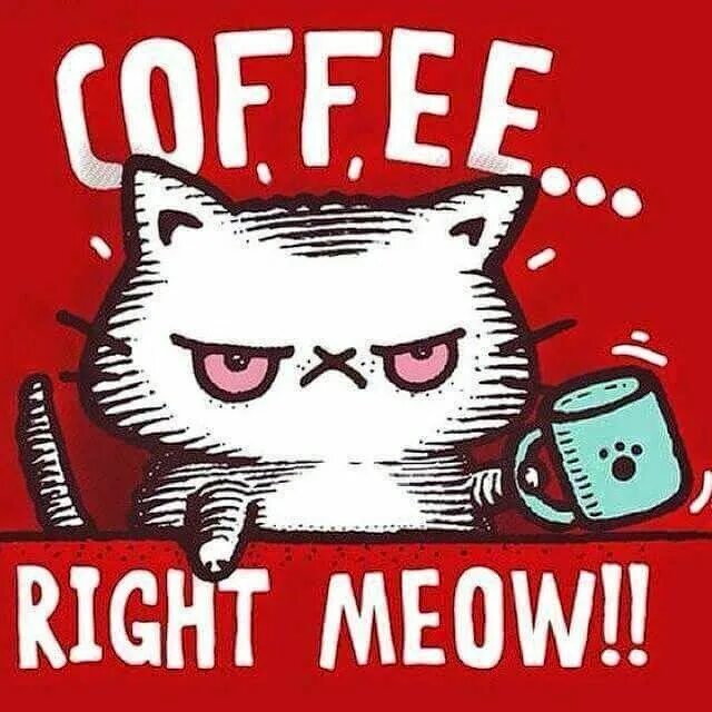 Кот с кофе мем Pin by mcmietz on katzen/cats Cat jokes, Funny cat memes, Cute cat memes