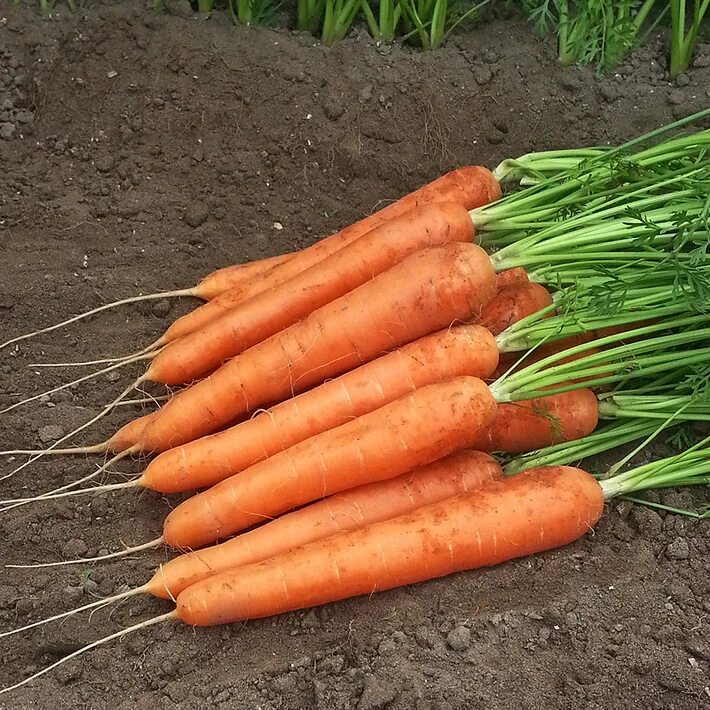 Купить морковь оптом. Морковь Спидо f1. Морковь ранняя Нантская. Морковь Нантская 4. Морковь Натургор.