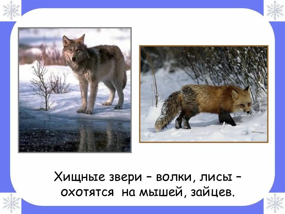 Звери зимой 2 класс. Активно зимующие звери. волк готовится к зиме. зимовка волка 2 класс. презентация на тему волк.