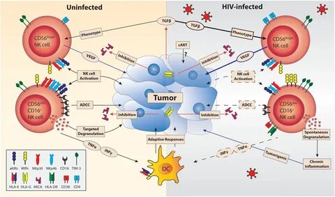 Human immunodeficiency virus 1 р24 аг