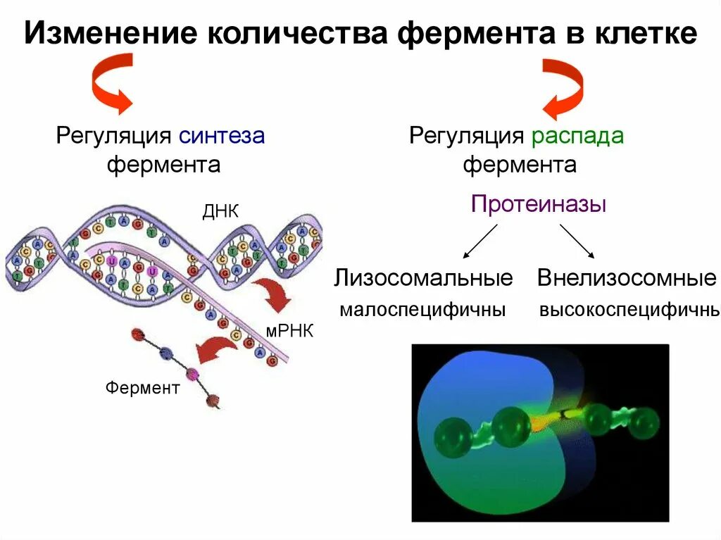Строение лизосомы эукариотической клетки. Синтез лизосомальных ферментов. Образование лизосом в аппарате гольджи. Лизосомы животной клетки характеристика. Синтез лизосомальных ферментов.