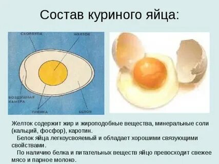 Где содержатся белки в яйце