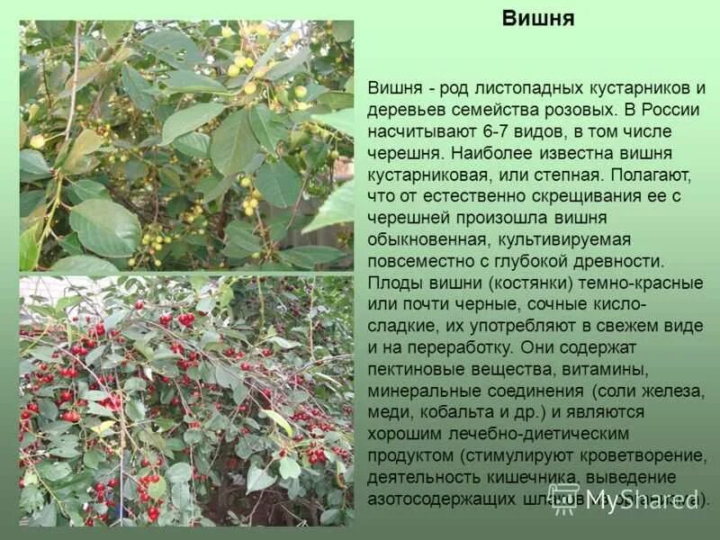 Вишня описание листа. Вишня кустарниковая. сообщение о вишне. дерево вишня описание. доклад про вишню.