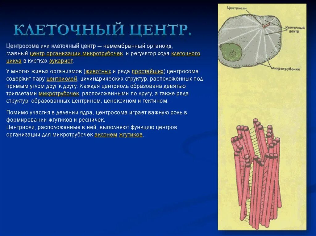 Функции центросомы. Клеточный центр микротрубочки. Центросома функции. Строение клетки центросома. Клеточный центр центросома.